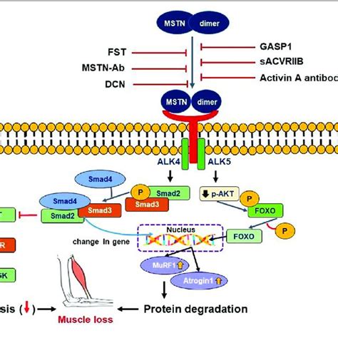 Myostatin and its Regulation: A Comprehensive Review of。